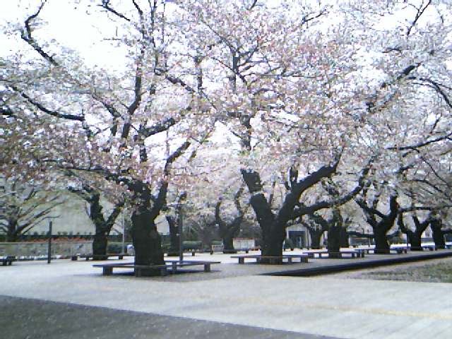 花見も今週末までか 東工大 遠藤の東京日記